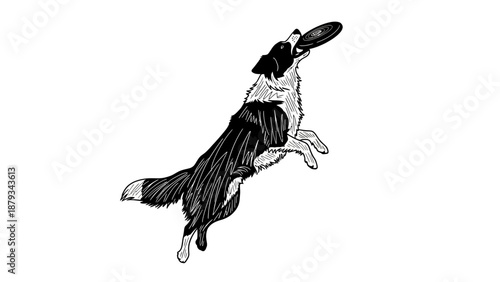 Black and White Border Collie Dog Catching Flying Disc Vector Illustration