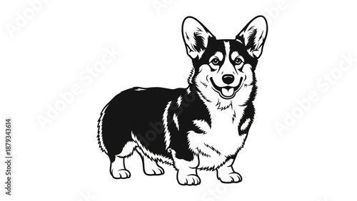 Black and White Pembroke Welsh Corgi Dog Vector Illustration