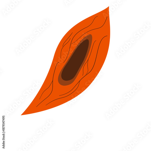 Endothelial Cell. Structure, Function and Types of Endothelial Cell Vector