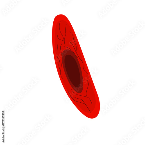 Endothelial Cell. Structure, Function and Types of Endothelial Cell Vector