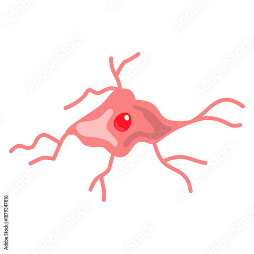 Oligodendrocyte Illustration. Oligodendrocyte and Schwann cell