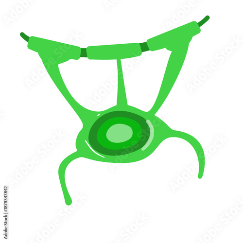 Oligodendrocyte Illustration. Oligodendrocyte and Schwann cell