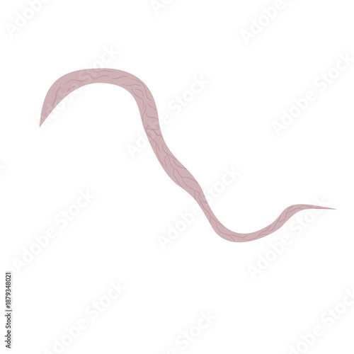 Whipworm Parasite Vector Illustration
