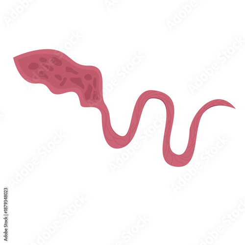 Whipworm Parasite Vector Illustration
