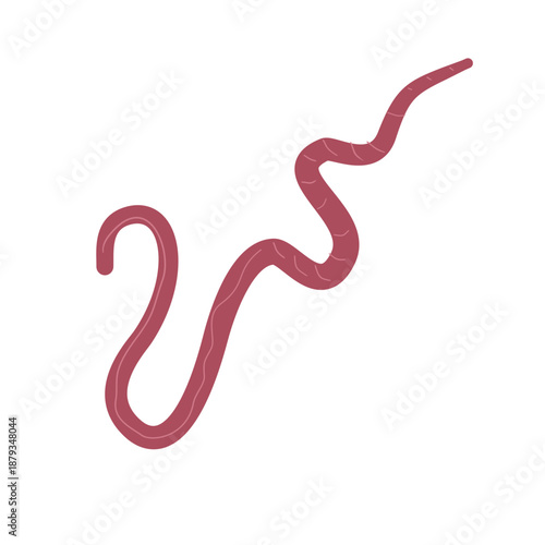 Whipworm Parasite Vector Illustration