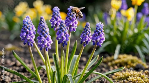 Close-up of vibrant purple and yellow flowers blooming in a garden setting.