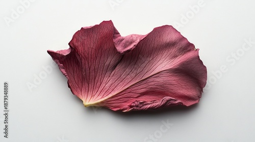Single maroon petal, flat lay, white background, floral design
