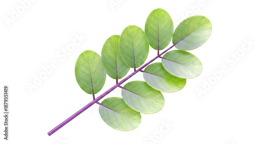 Branch with Multiple Green Oval Leaves