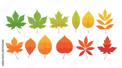 A collection of various autumn leaves in different colors and shapes, illustrating the beauty of fall foliage.