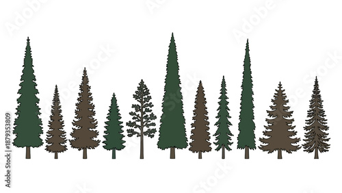 A diverse collection of evergreen coniferous trees of varying heights and shapes, presented in a horizontal line against a white background.
