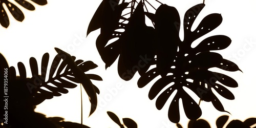 Dark silhouettes of tropical leaves against a bright background, showcasing intricate leaf shapes,  white,  art