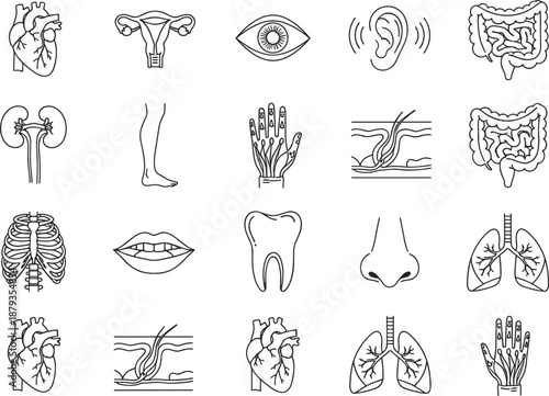 Comprehensive set of human anatomy line icons featuring heart, lungs, digestive system, kidney, bone, and sensory organ symbols.