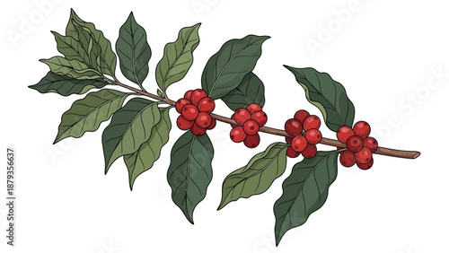 A detailed illustration of a coffee plant branch with ripe red coffee cherries and green leaves against a white background.