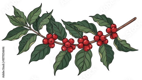A detailed illustration of a coffee plant branch with ripe red coffee cherries and green leaves.