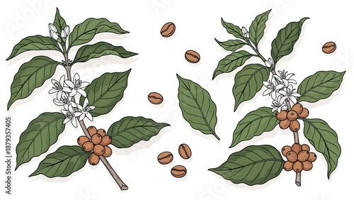 Illustration of coffee branches with green leaves, white flowers, and ripening coffee cherries, alongside scattered coffee beans.