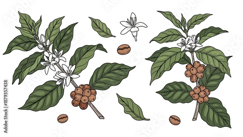 Botanical illustration of coffee plant branches with leaves, flowers, and ripe berries, along with loose coffee beans and a single flower.