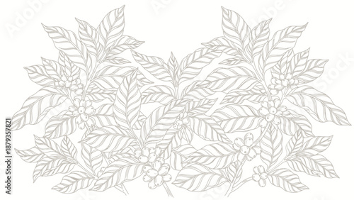 A delicate, symmetrical illustration of coffee plant branches laden with berries, rendered in a fine-line, monochromatic style.