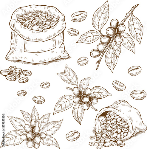 Vintage hand drawn coffee beans and sack illustration set, engraving sketch of coffee branch with berries and leaves for roastery and cafe design isolated