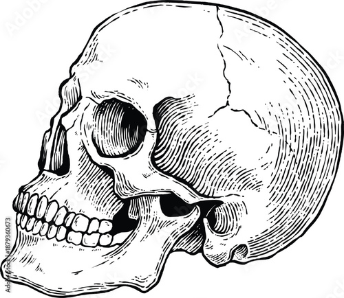 Vintage hand drawn human skull illustration, detailed engraving sketch of anatomical cranium for medical, gothic, and science design isolated