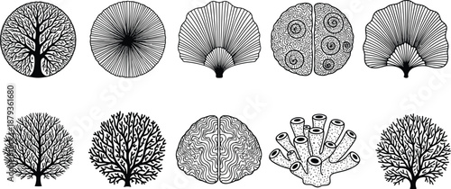 Hand Drawn Vector Collection of Organic Growth Patterns Featuring Tree Branches Neural Networks Brain Anatomy Coral Reef Structures and Botanical Ginkgo Biloba Leaf Silhouettes (25 words)