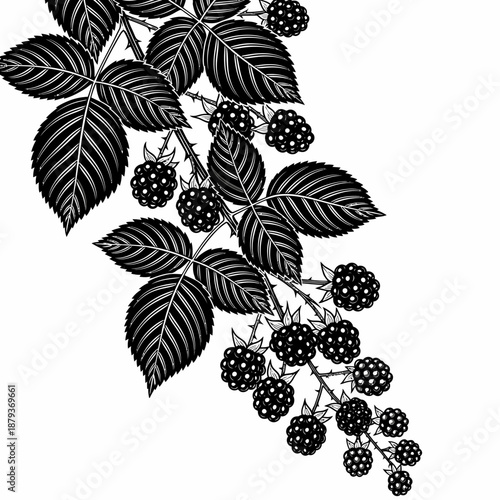 Blackberry branch with leaves and berries vintage engraving style illustration.