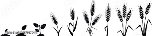 Wheat plant growth stages silhouette vector illustration, cereal crop life cycle from seedling to mature ears isolated on white background, flat agriculture concept
