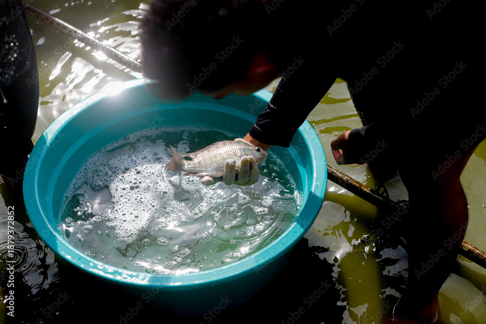 Fototapeta premium Proses Pemilahan Ikan Nila di Kolam Budidaya