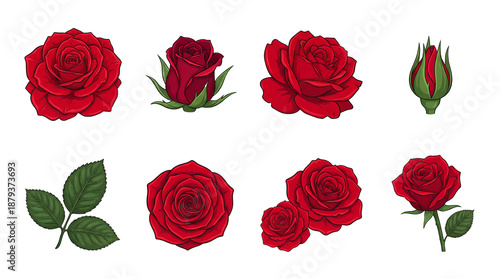 Red Rose Flower Set featuring Bud Bloom Leaves Stem and Petals in Detailed Cartoon Style