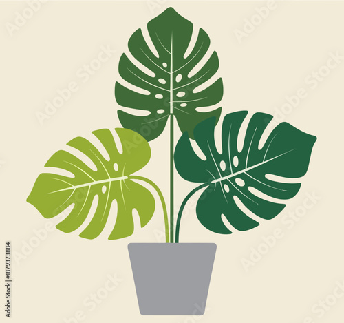 Monstera plant with split leaves in a gray pot a cream background leaf green