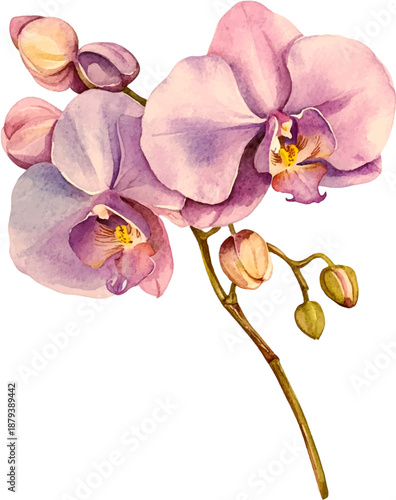 Elegant Watercolor Purple Orchids with Buds