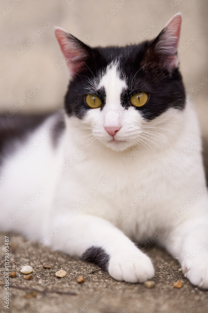 Obraz premium 5月、リラックスする野良猫