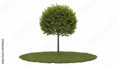A perfectly round green tree on a small patch of grass.