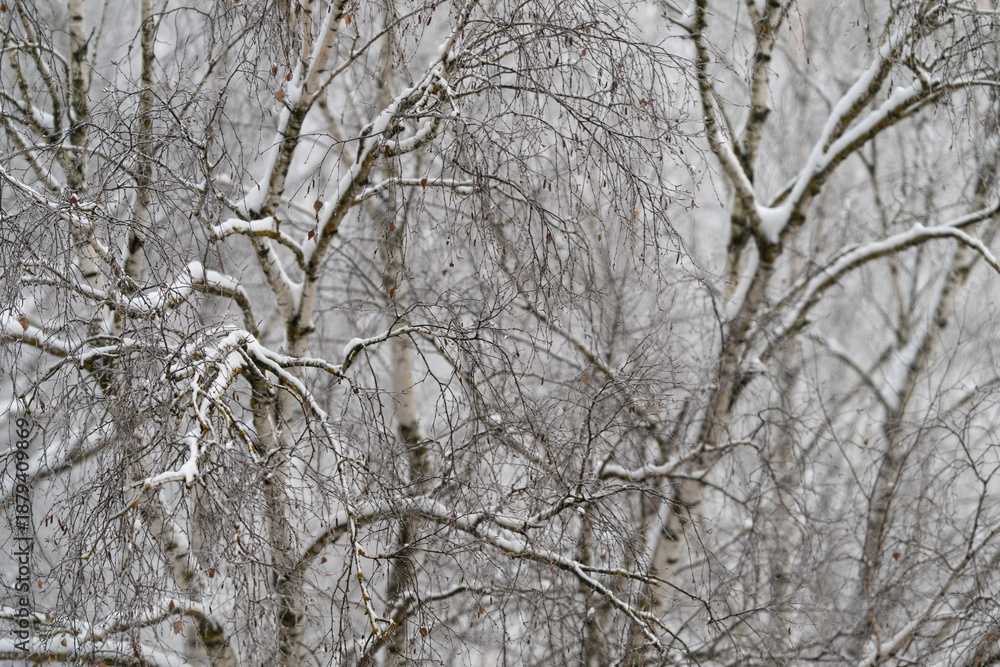 Obraz premium Arching birch branches lined with snow, soft curves creating winter silhouette, dark buds punctuating white lines, overcast sky and calm mood with gentle natural geometry