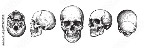 human skull shown from various angles (front, side, top, bottom) in a vintage Illustrations style