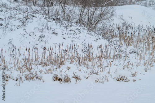 Wallpaper Mural Silent winter landscape, Frozen reeds under cloudy sky, Tranquil snowy marsh with dry reeds and silvery snow, Serene icy scene with delicate plant shadows and muted tones of winter Torontodigital.ca