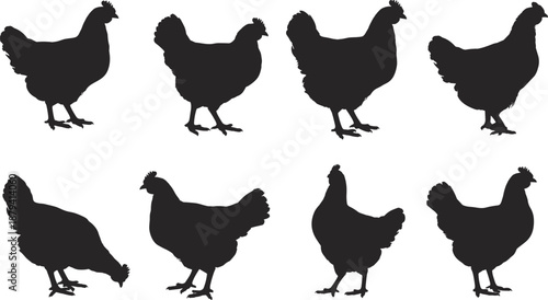 Chicken silhouettes set collection, poultry hen poses for farming and agriculture use, black minimal flat vector illustration isolated on white background