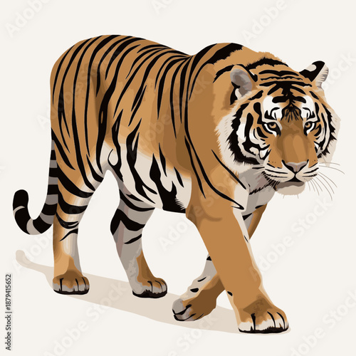 Tiger vector illustration on white background