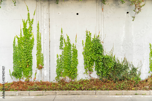 Lush green ivy is growing and covering granite white wall with neighborhood houses