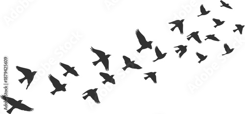 Flying bird flock silhouette illustration, group of birds in motion across sky, wildlife migration concept, black minimal flat vector design