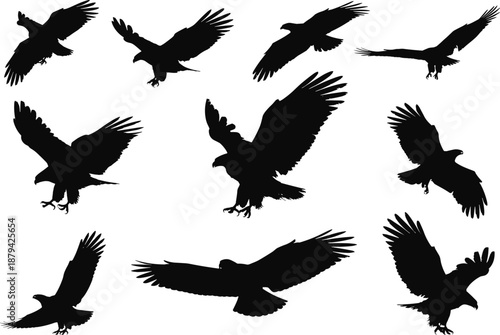 Flying eagle silhouette set, black bird of prey wings spread illustration, wildlife freedom motion concept, cad drawing flat vector isolated