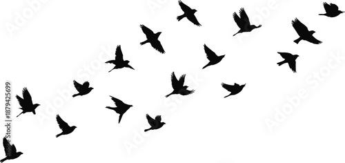 Flying bird flock silhouette illustration, multiple birds in different flight positions, wildlife migration concept, black minimal flat vector design