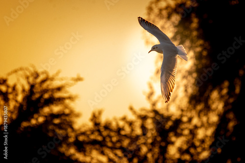 Photos the sunlight illuminating the feathers from behind, creating a beautiful translucent glow effect on the wingtips