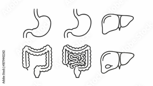 Medical illustration of human digestive system organs.