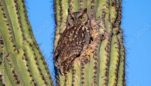Owl Perched on a Saguaro Cactus - A Stunning Wildlife Portrait in the Desert.