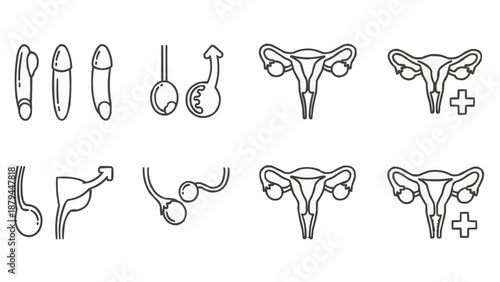 Male and Female Reproductive System Anatomy Icons.