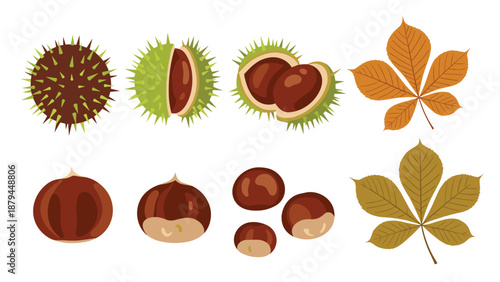 A detailed collection of horse chestnuts and leaves, showing the spiky outer shell, the open shell, and the shiny brown conkers.