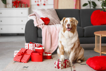 Cute Australian shepherd dog with gift boxes sitting on floor in festive living room. Valentine's Day celebration