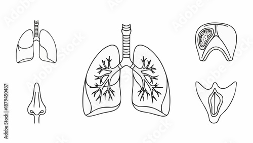 Human Lungs Anatomy Illustration Set.