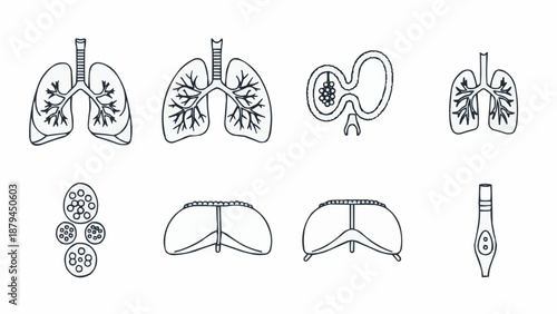 Human Respiratory System Anatomy Illustrations.