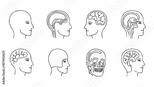 Human Head Anatomy Brain Skull Medical Illustration.